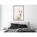 Miniatyrbild 3 av 11: Inramad Poster / Tavla - Curious Rabbit