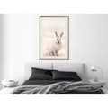 Miniatyrbild 8 av 11: Inramad Poster / Tavla - Curious Rabbit