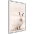Miniatyrbild 9 av 11: Inramad Poster / Tavla - Curious Rabbit