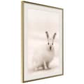 Miniatyrbild 10 av 11: Inramad Poster / Tavla - Curious Rabbit