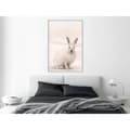 Miniatyrbild 11 av 11: Inramad Poster / Tavla - Curious Rabbit