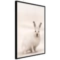 Miniatyrbild 2 av 11: Inramad Poster / Tavla - Curious Rabbit