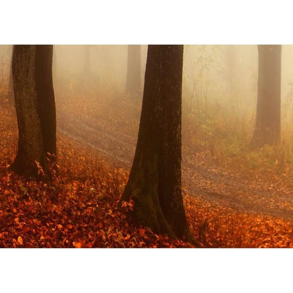 Canvas Tavla - Morning Fog