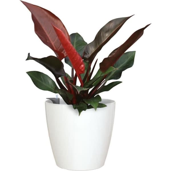 ARTEVASI - Pot san remo självvattnande 30cm vit 30 x 30 x h27,3 cm - 0,82l