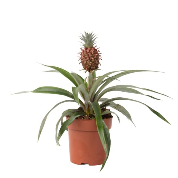Ananasplante - Ananas comosus 'Mi Amigo' - Højde 35-45cm - ⌀12cm