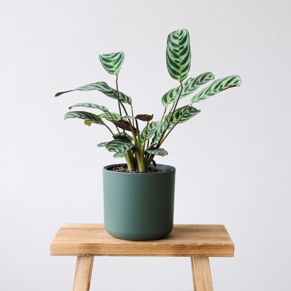 Bønneplante - Sæt med 2 - Ctenanthe 'burle-marxii' - Højde 25-40cm - ⌀12cm