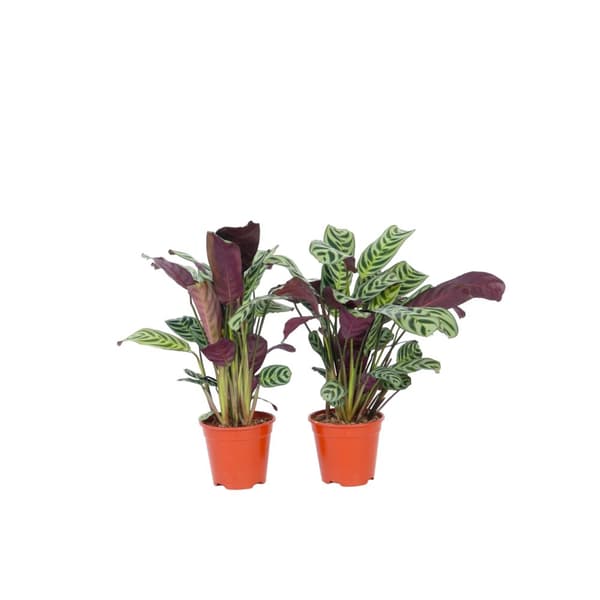 Bønneplante - Sæt med 2 - Ctenanthe 'burle-marxii' - Højde 25-40cm - ⌀12cm