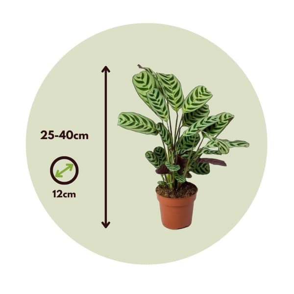 Fiskbensstenante - Set om 4 - Ctenanthe 'burle-marxii' - Höjd 25-40cm - ⌀12cm