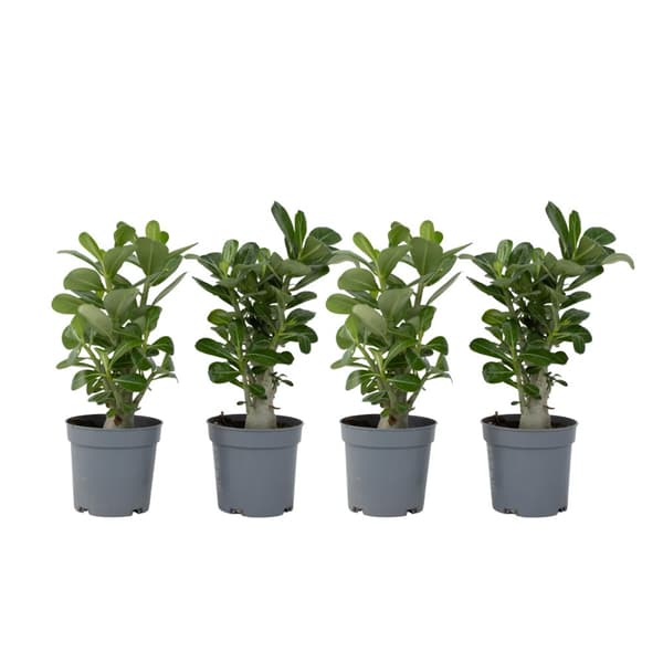 Ørkenrose - Sæt med 4 - Adenium obesum - Højde 25-40cm - ⌀11cm