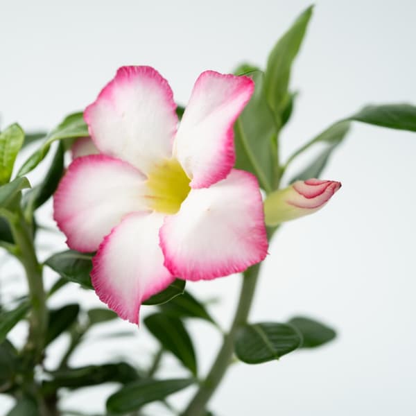Ørkenrose - Adenium obesum 'Pink Star' - Højde 30-45cm - ⌀13cm