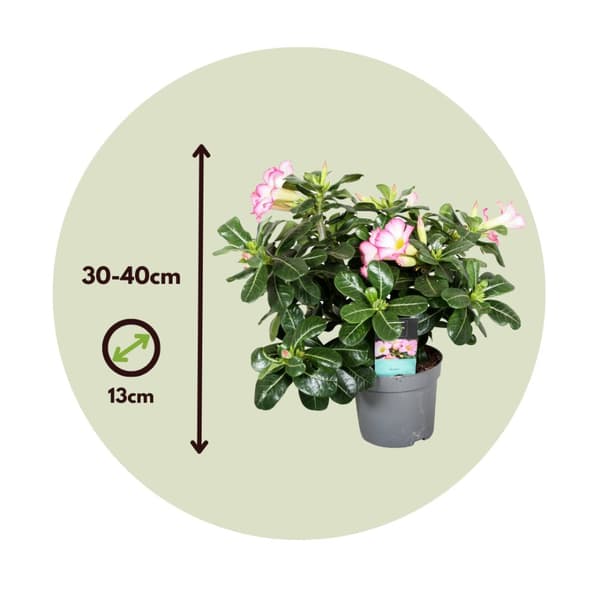 Ökenros - Set om 2 - Adenium obesum - Höjd 30-45cm - ⌀13cm