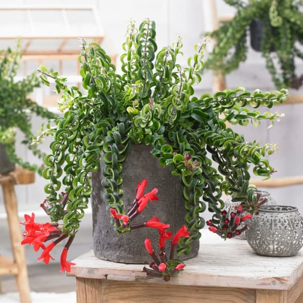 Læbestiftplante - Aeschynanthus pulcher - Højde 20-30cm - ⌀15cm