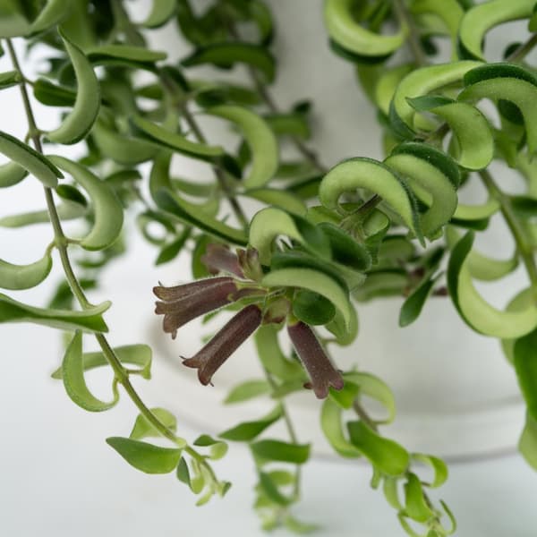 Læbestiftplante - Aeschynanthus pulcher - Højde 20-30cm - ⌀15cm