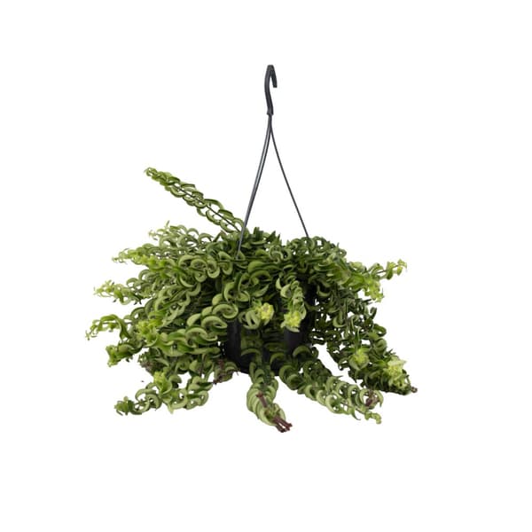 Læbestiftplante - Aeschynanthus pulcher - Højde 20-30cm - ⌀15cm
