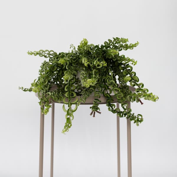 Läppstiftblomma - Set om 2 - Aeschynanthus pulcher - Höjd 20-30cm - ⌀15cm