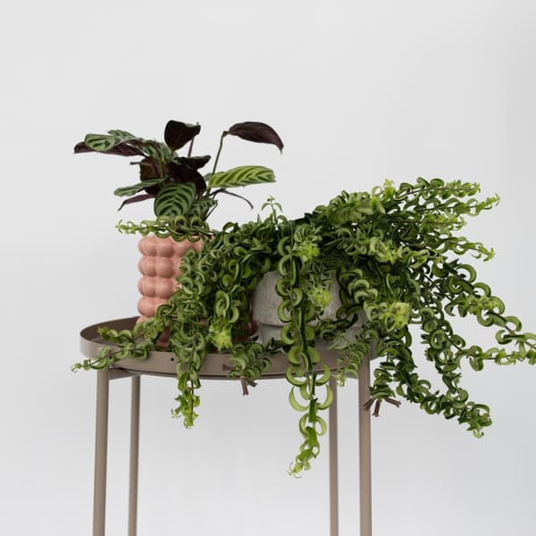 Läppstiftblomma - Set om 2 - Aeschynanthus pulcher - Höjd 20-30cm - ⌀15cm