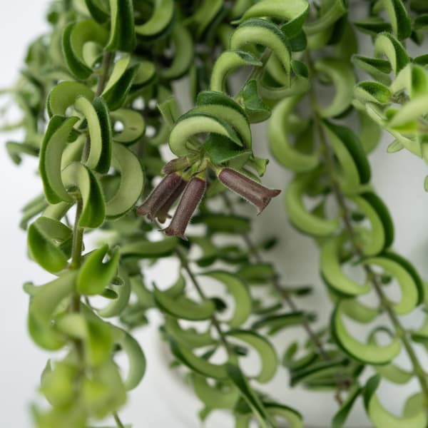Läppstiftblomma - Set om 2 - Aeschynanthus pulcher - Höjd 20-30cm - ⌀15cm