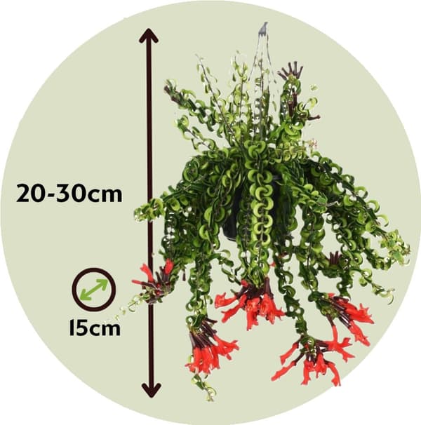 Läppstiftblomma - Set om 2 - Aeschynanthus pulcher - Höjd 20-30cm - ⌀15cm
