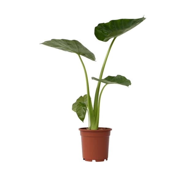 Alokasia makrorrhiza - Krukväxt - ⌀17cm - Höjd 60-70cm