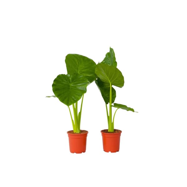 Alokasia - Set om 2 - Alocasia 'Odora' - Höjd 55-75cm - ⌀17cm