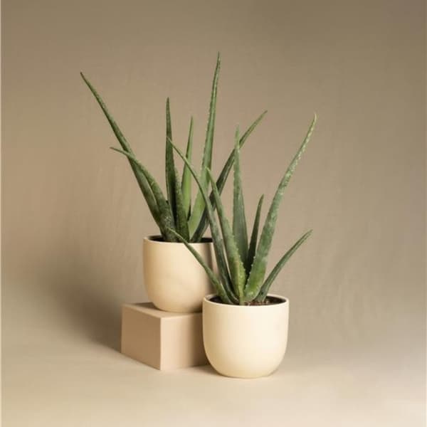 Aloe vera - Set om 2 - Aloe barbadensis - Höjd 25-40cm - ⌀10,5cm
