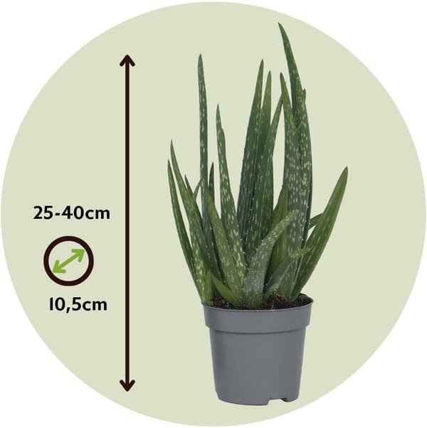 Aloe vera - 3 kpl - Aloe barbadensis - Korkeus 25-40cm - ⌀10,5cm