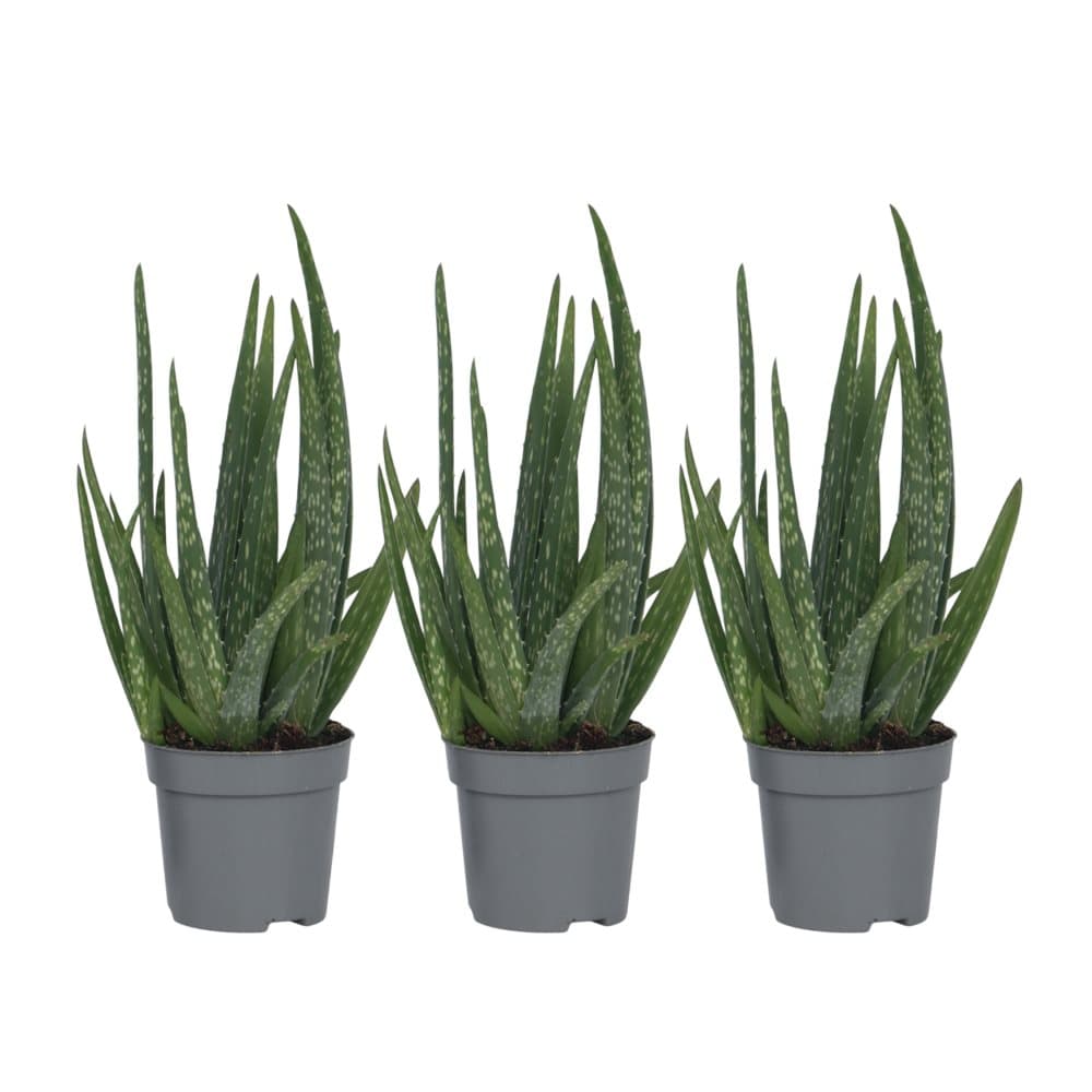 Aloe Vera Plante Kjop () Aloe Vera Plante Kjop