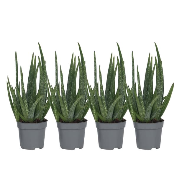 Aloe vera - Set om 4 - Aloe barbadensis - Höjd 25-40cm - ⌀10,5cm