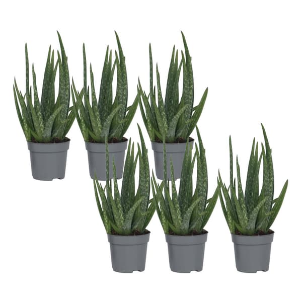 Aloe vera - Sæt med 6 - Aloe barbadensis - Højde 25-40cm - ⌀11cm