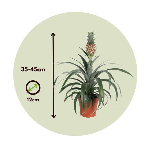 Ananasplante - Sæt med 2 - Ananas comosus 'Mi Amigo' - Højde 35-45cm - ⌀12cm