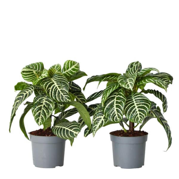 Zebraväxt - Set om 2 - Aphelandra squarrosa 'Botanica' - Höjd 25-45cm - ⌀13cm