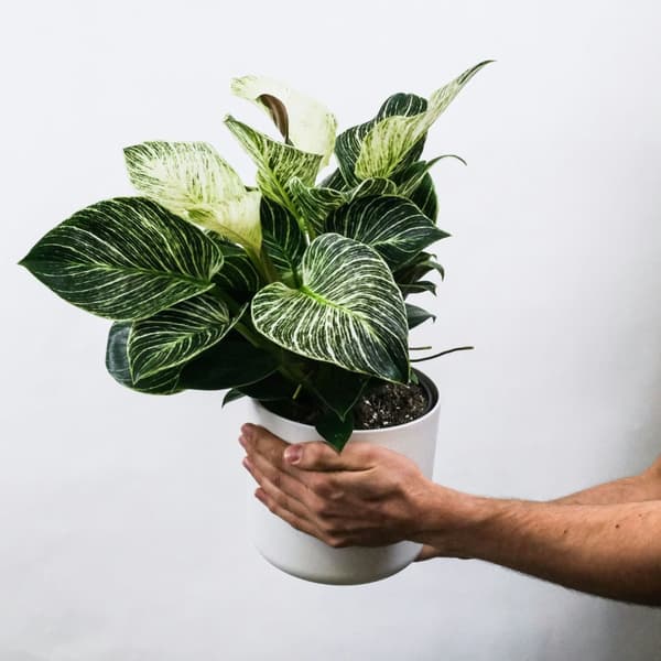 Zebraväxt - Set om 4 - Aphelandra squarrosa 'Botanica' - Höjd 25-45cm - ⌀13cm