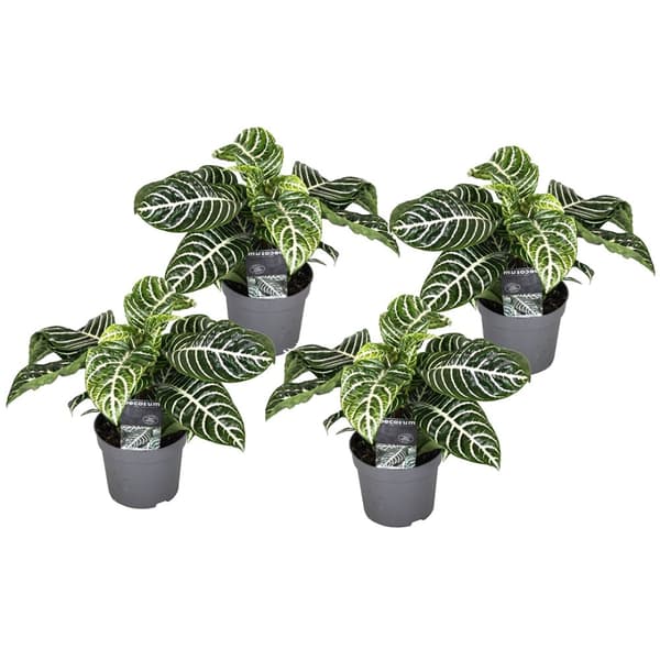 Zebraväxt - Set om 4 - Aphelandra squarrosa 'Botanica' - Höjd 25-45cm - ⌀13cm