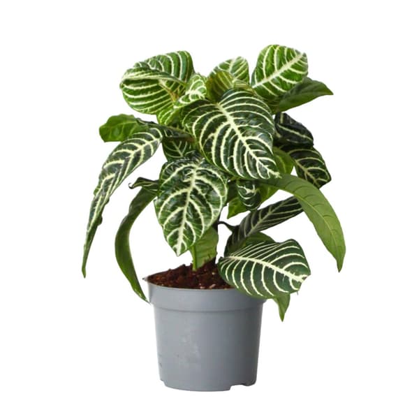 Zebraplante - Aphelandra squarrosa 'Botanica' - Højde 25-45cm - ⌀13cm