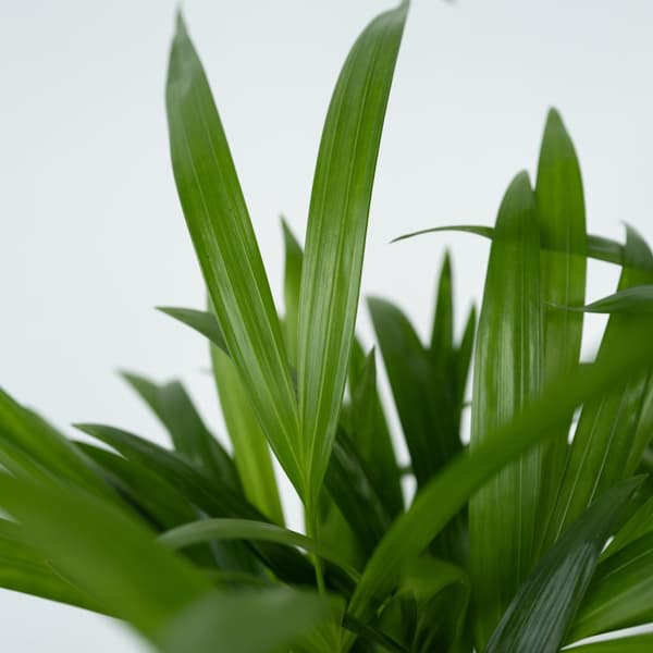 Guldpalm - Set om 2 - Dypsis lutescens - Höjd 30-45cm - ⌀12cm