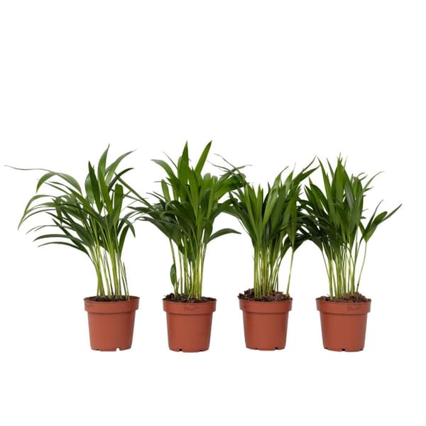 Arekapalmu - 4 kpl - Dypsis lutescens - Korkeus 30-45cm - ⌀12cm