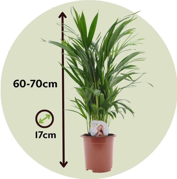 Guldpalm - Set om 4 - Dypsis lutescens - Höjd 60-70cm - ⌀17cm