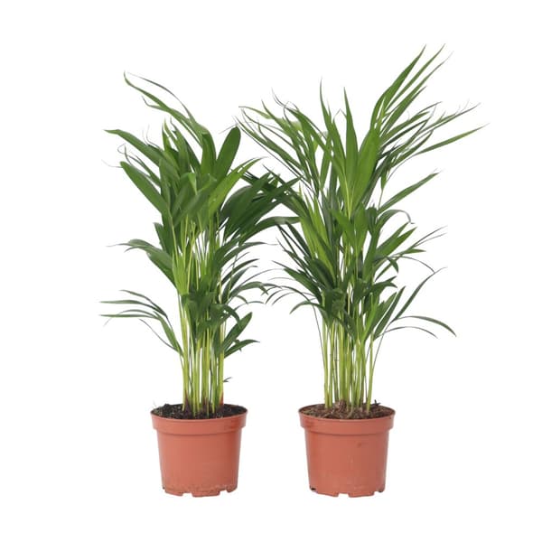 Guldpalm - Set om 4 - Dypsis lutescens - Höjd 60-70cm - ⌀17cm