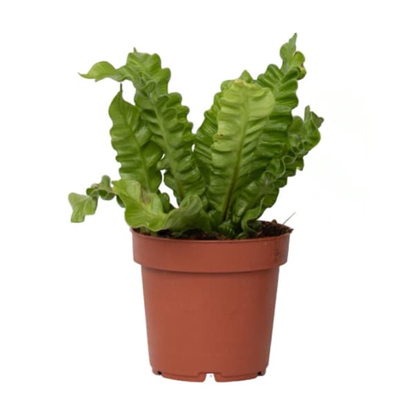 Fugleredebregne - Asplenium nidus 'Crispy Wave' - Højde 25-40cm - ⌀12cm
