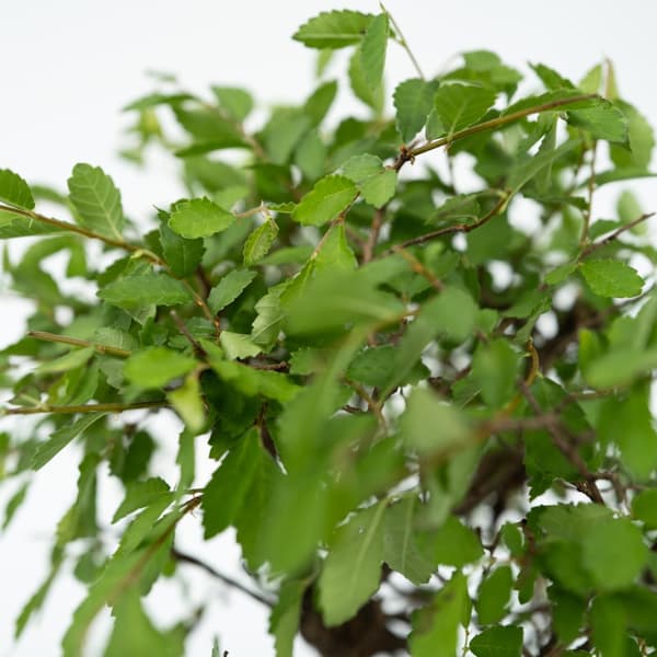 Bonsaiträd - Set om 2 - Bonsai - Höjd 25-35cm - ⌀29cm