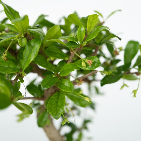 Bonsai træ med vandfald - Sæt med 2 - Bonsai - Højde 25-35cm - ⌀29cm