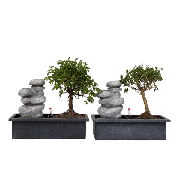 Bonsai træ med vandfald - Sæt med 2 - Bonsai - Højde 25-35cm - ⌀29cm