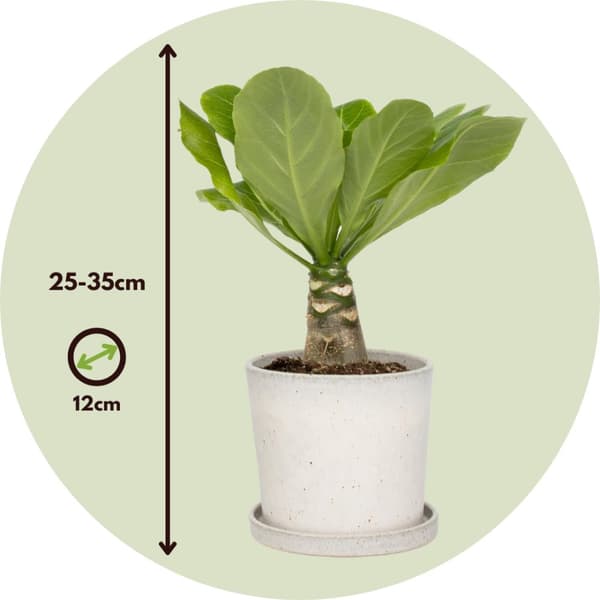 Hawaiipalmen - Set om 2 - Brighamia 'Insignis' - Höjd 25-35cm - ⌀12cm