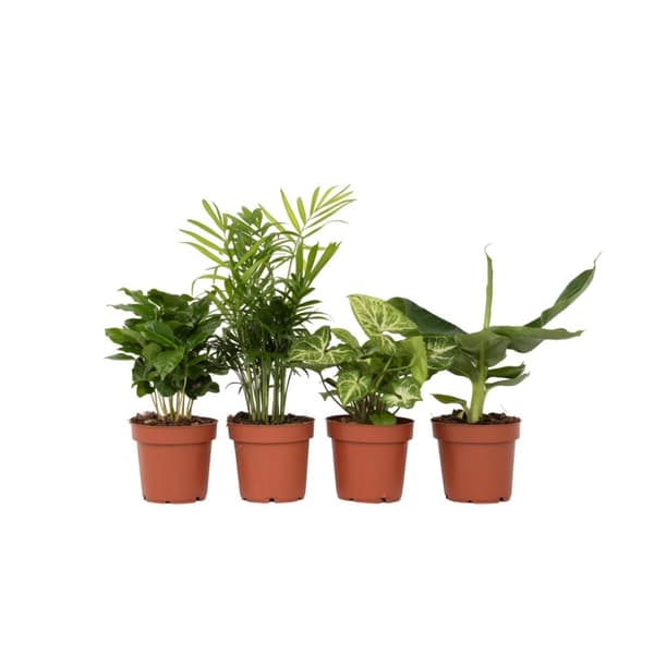 Blanding af stueplanter - Sæt med 4 - Højde 25-40cm - ⌀12cm