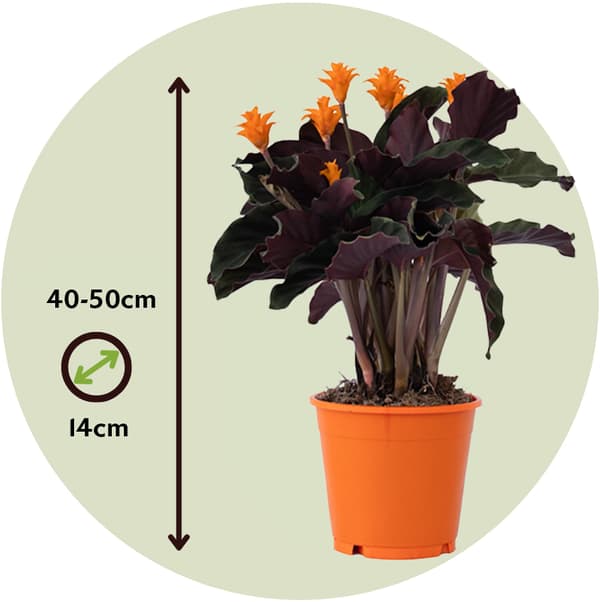 Kalatea Eviga Flamman - Set om 2 - Calathea crocata - Höjd 40-50cm - ⌀14cm