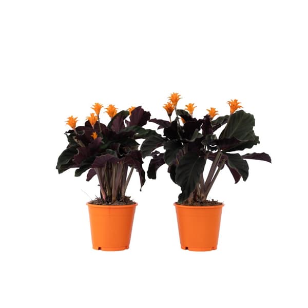 Kalatea Eviga Flamman - Set om 2 - Calathea crocata - Höjd 40-50cm - ⌀14cm