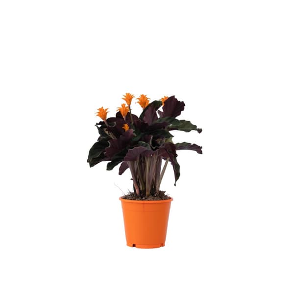 Inkakrone - Calathea crocata 'Tassmania' - Højde 40-50cm - ⌀14cm