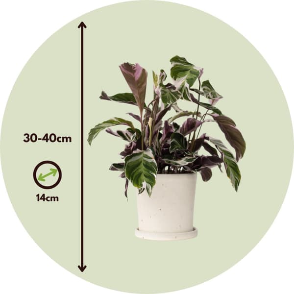Fiskebensplante - Sæt med 2 - Calathea 'White Fusion' - Højde 30-40cm - ⌀14cm