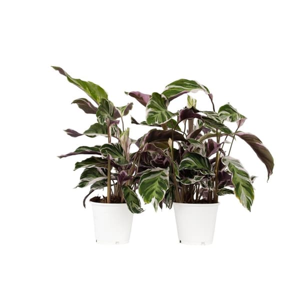 Påfågelväxt - Kalatea - Set om 2 - Calathea Lietzei - Höjd 30-40cm - ⌀14cm