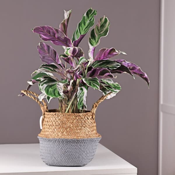 Fiskebensplante - Calathea Lietzei 'White Fusion' - Højde 30-40cm - ⌀14cm